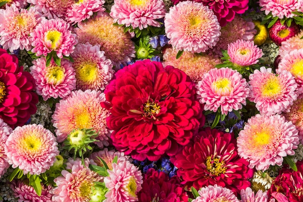 Pink autumnal flowers