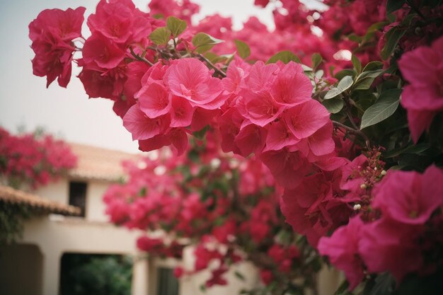 Pink azalea flowers delicate blooms in shades of pink