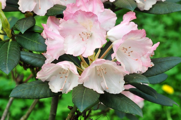 ピンクのツツジの花が満開で、茂みに緑の葉があります。春のトロピカルガーデン。 4月、5月のシャクナゲの開花期。