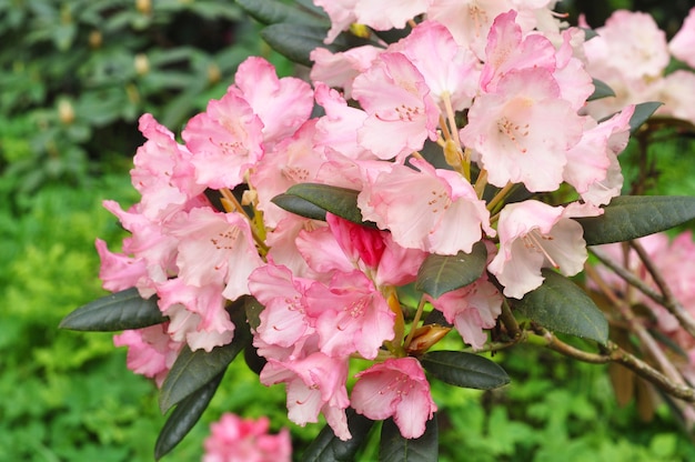 Pink azalea flowers in full bloom with green leaves on the bush