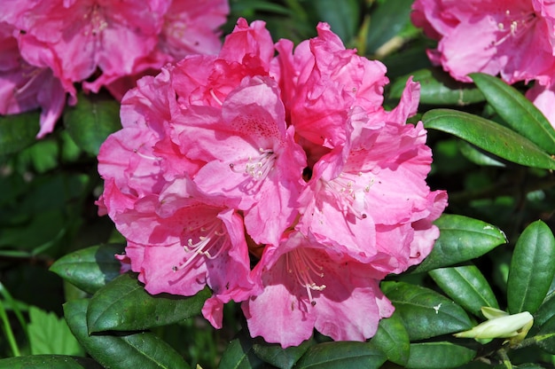 Pink azalea flowers in full bloom with green leaves