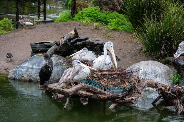 Pink backed pelican bird on the water