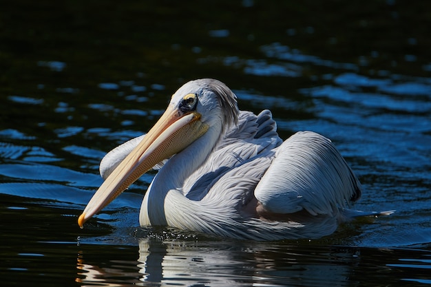 Photo pink-backed pelican (pelecanus rufescens)