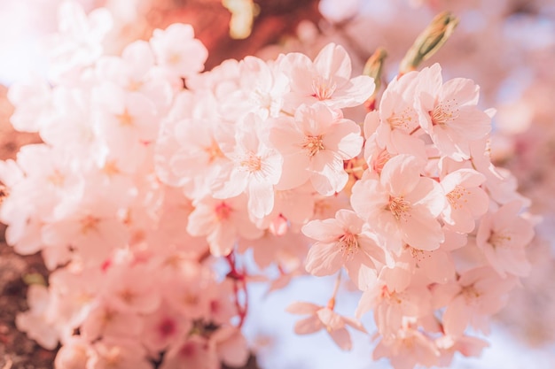 Pink background of blossoming fruit tree