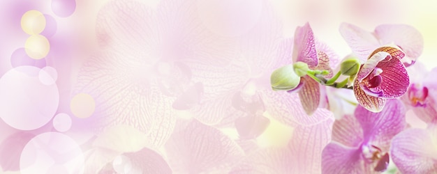 Pink background with orchid flowers 