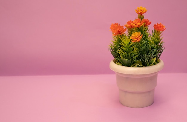 A pink background with a pot of cactus and a pink background