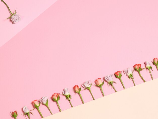 Pink background with red and white roses