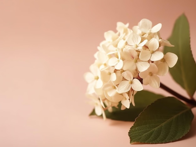 A pink background with a white hydrangea flower.