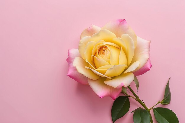 黄色い花びらとピンクのバラの芽を持つピンク色の背景