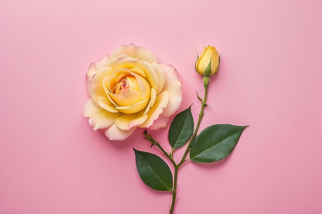 A pink background with yellow petals and a pink rosebud