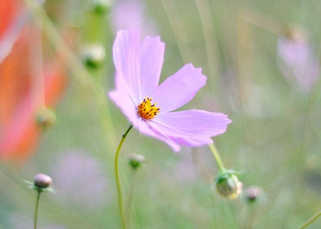 Pink beautiful flower on green ground