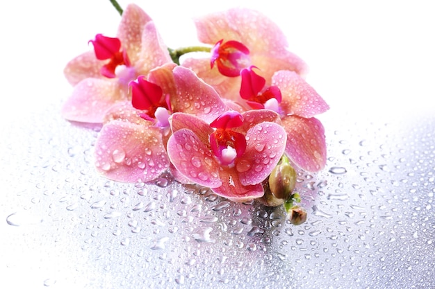 Foto bellissime orchidee rosa con gocce