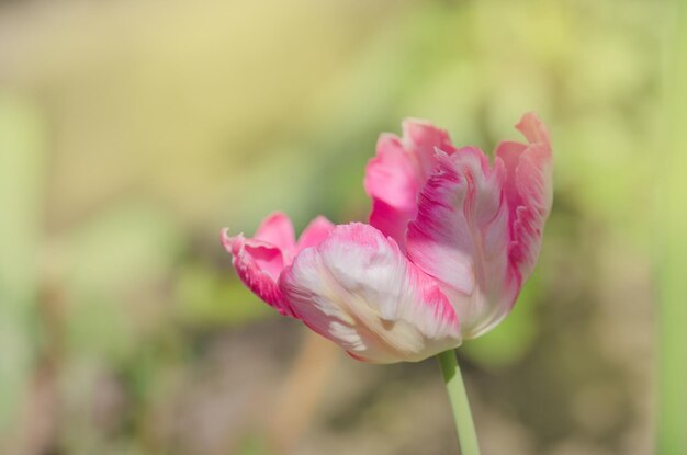 Pink beautiful parrot tulip flowers in garden