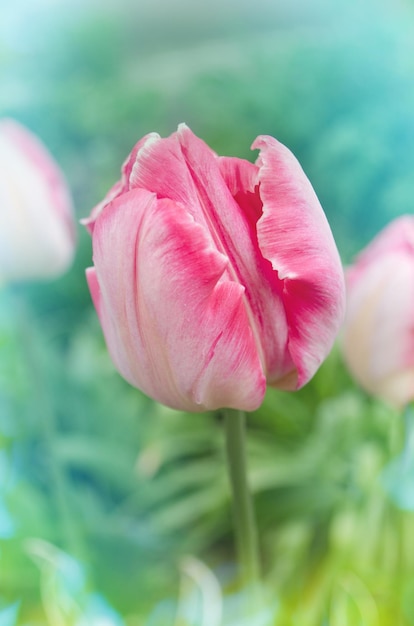 Pink beautiful parrot tulip flowers in garden