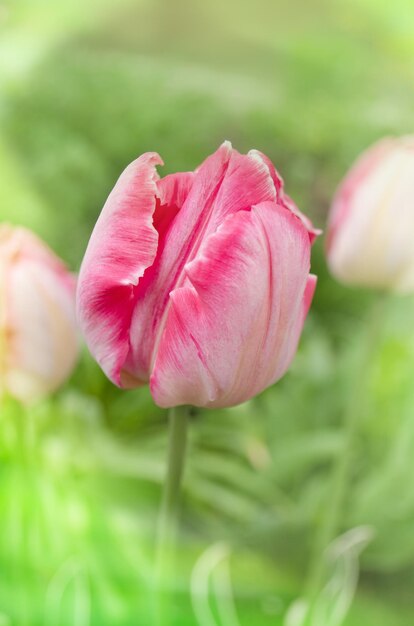 Pink beautiful parrot tulip flowers in garden