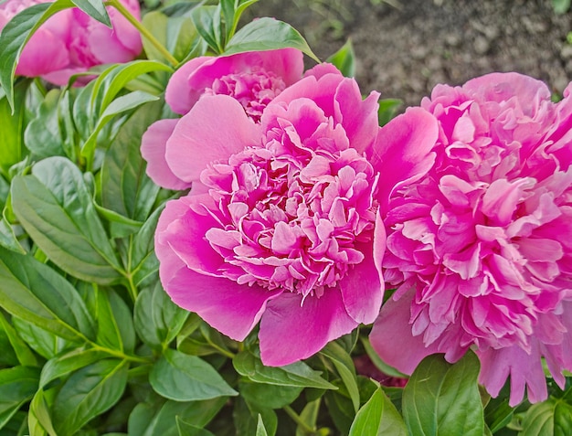 Pink beautiful peony over the green leaves