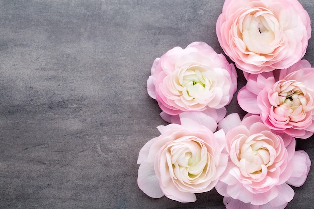 Pink beautiful ranunculus on gray background.