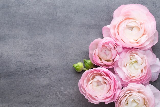 Photo pink beautiful ranunculus on gray background