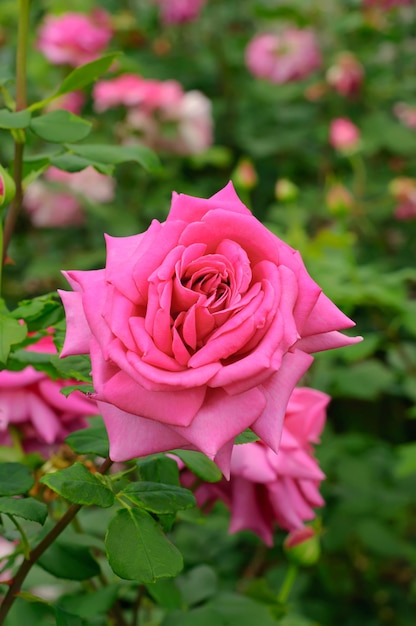 Pink beautiful rose growing in the garden