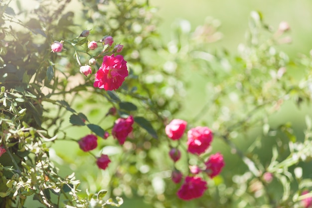 Pink beautiful roses in garden