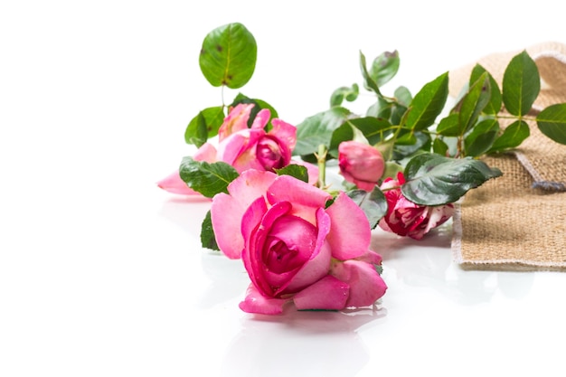 pink beautiful summer roses isolated on white background