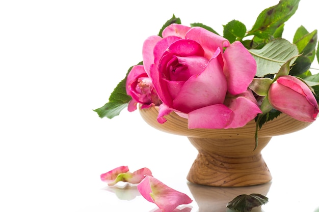 pink beautiful summer roses isolated on white background