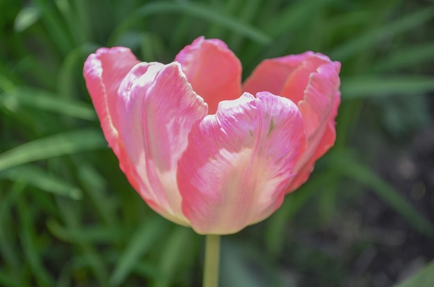 Pink beautiful tricolored parrot spring tulip Fancy parrot tulips