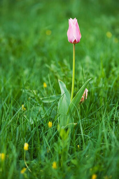 Розовый красивый тюльпан