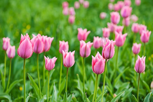 Pink beautiful tulips field in spring time, floral background