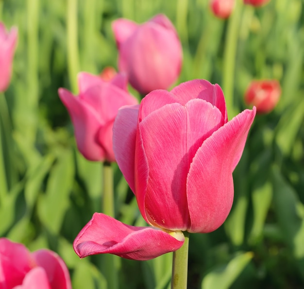 Pink beautiful tulips field in spring time