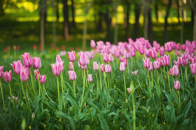 Pink beautiful tulips