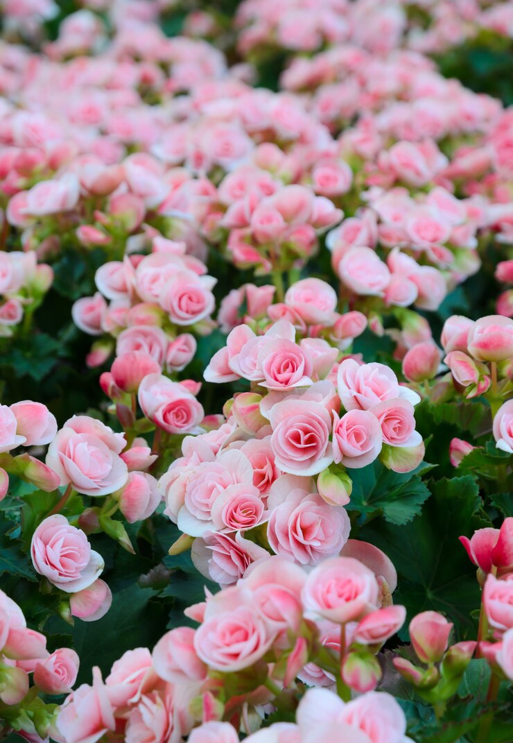 Photo ピンクのベゴニアの花