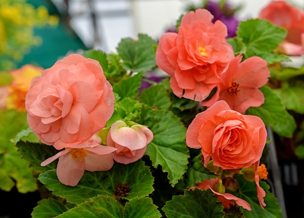 園芸用品センターでピンクのベゴニアの花球根ベゴニア