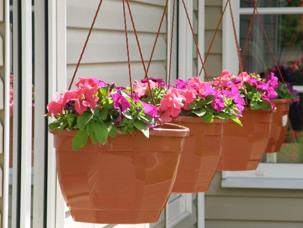 Pink begonias hang in a flowerpot on the background of the house