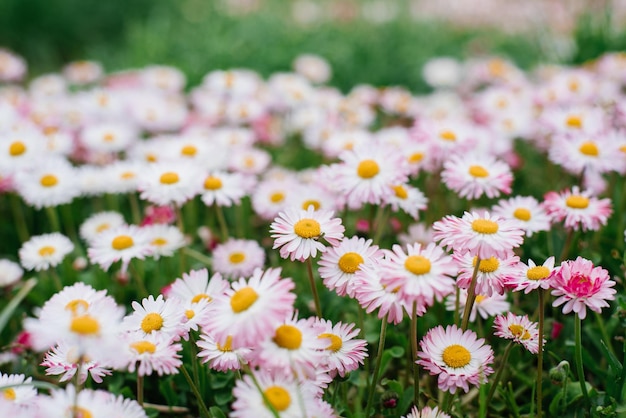 Pink Bellis bloeit in de lente zomer in de tuin