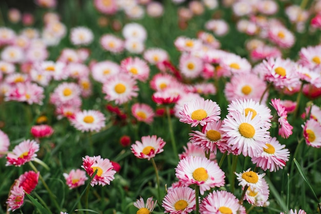 Pink Bellis bloeit in de lente zomer in de tuin