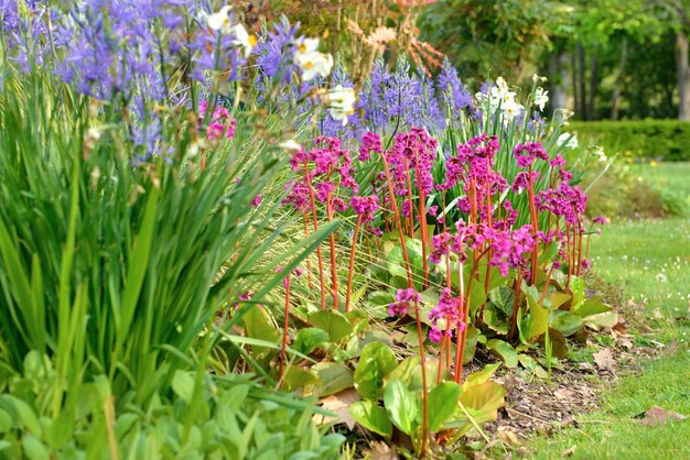 Photo pink bergenia cordifolia blooming with other blue melody flowers and daffodils in a spring garden