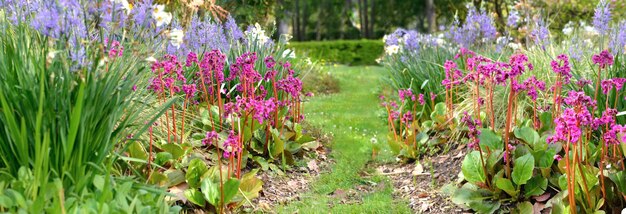 pink bergenia cordifolia blooming with other blue melody flowers in a spring garden