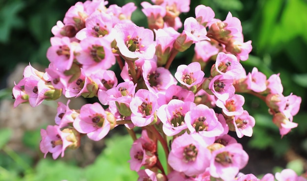写真 ピンクのベルゲニアの花
