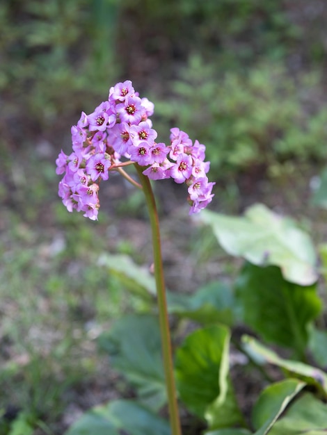 Pink bergenia in a the garden plant diseases Plant nutrition