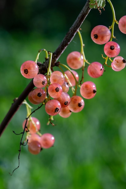 Розовые ягоды смородины на зеленом фоне в летний день макросъемки