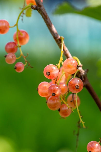 Pink berries of currant on a green background on a summer day macro photography