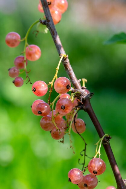 Pink berries of currant on a green background on a summer day macro photography