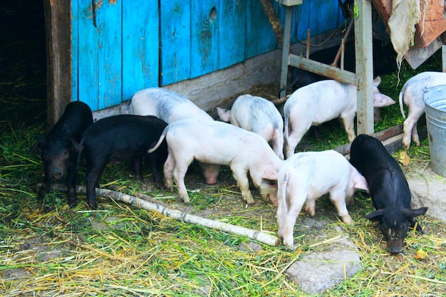 Pink and black amusing piglets on a farm