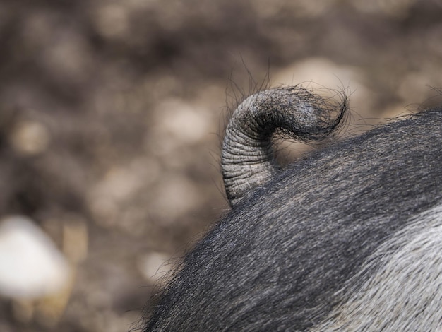 Pink and black pig close up tail detail