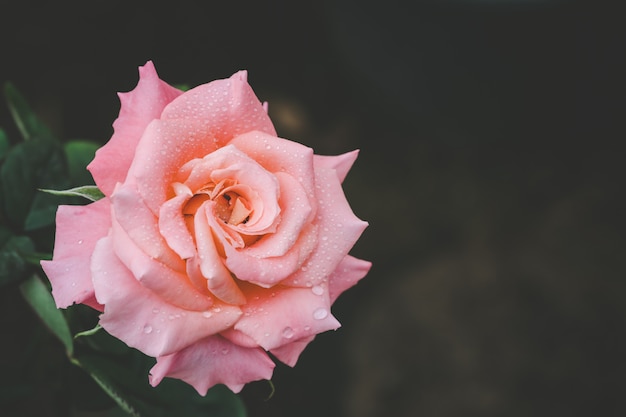 Pink bloom rose in garden. Home outdoor decoration and gardening concept