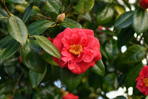 Pink blooming camellia flowers and buds in France