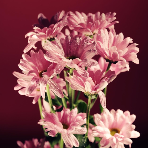 Розовые цветущие хризантемы с размытым фоном крупным планом