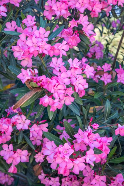 Pink blooming flower. Scientific name; Nerium oleander