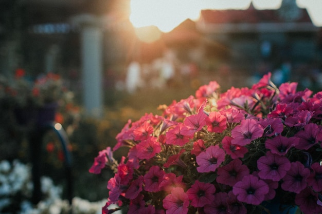 花の背景を持つ通りの庭で育つポットにピンクの花が咲く